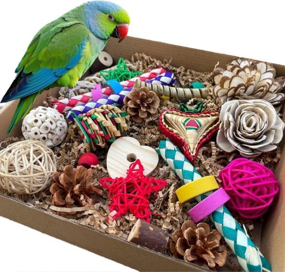 Bird Toys