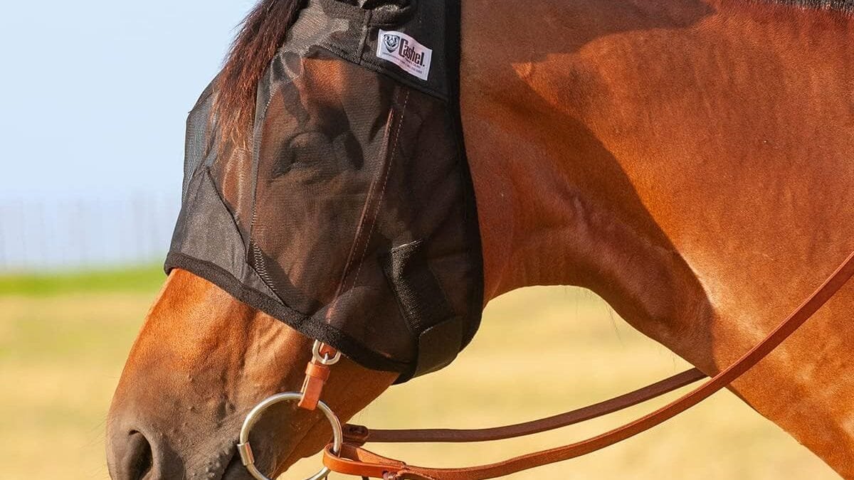 Top Horse Fly Control – Buy Now