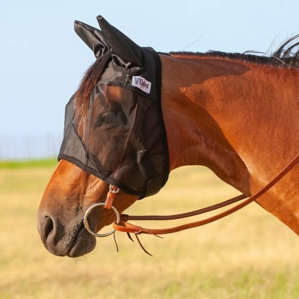 Horse Fly Control