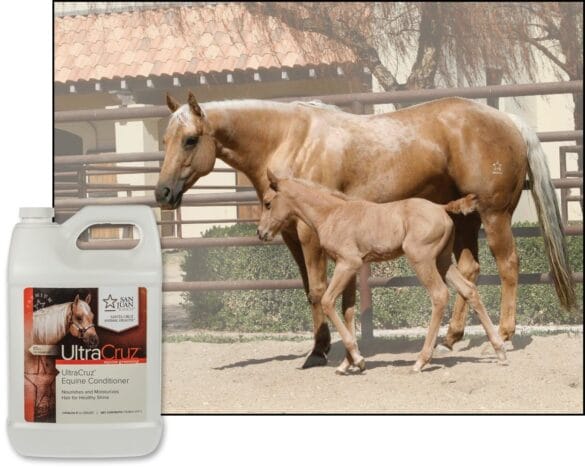 Horse Grooming Supplies
