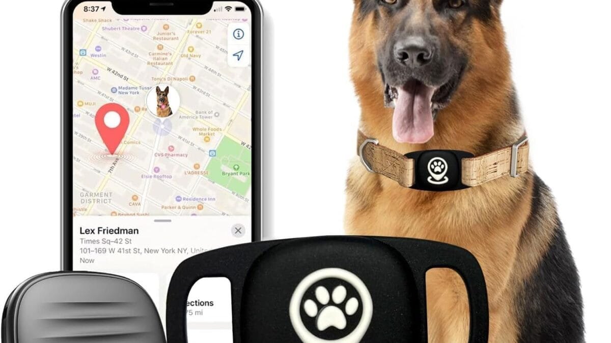 Best Pet Identification – Shop Now