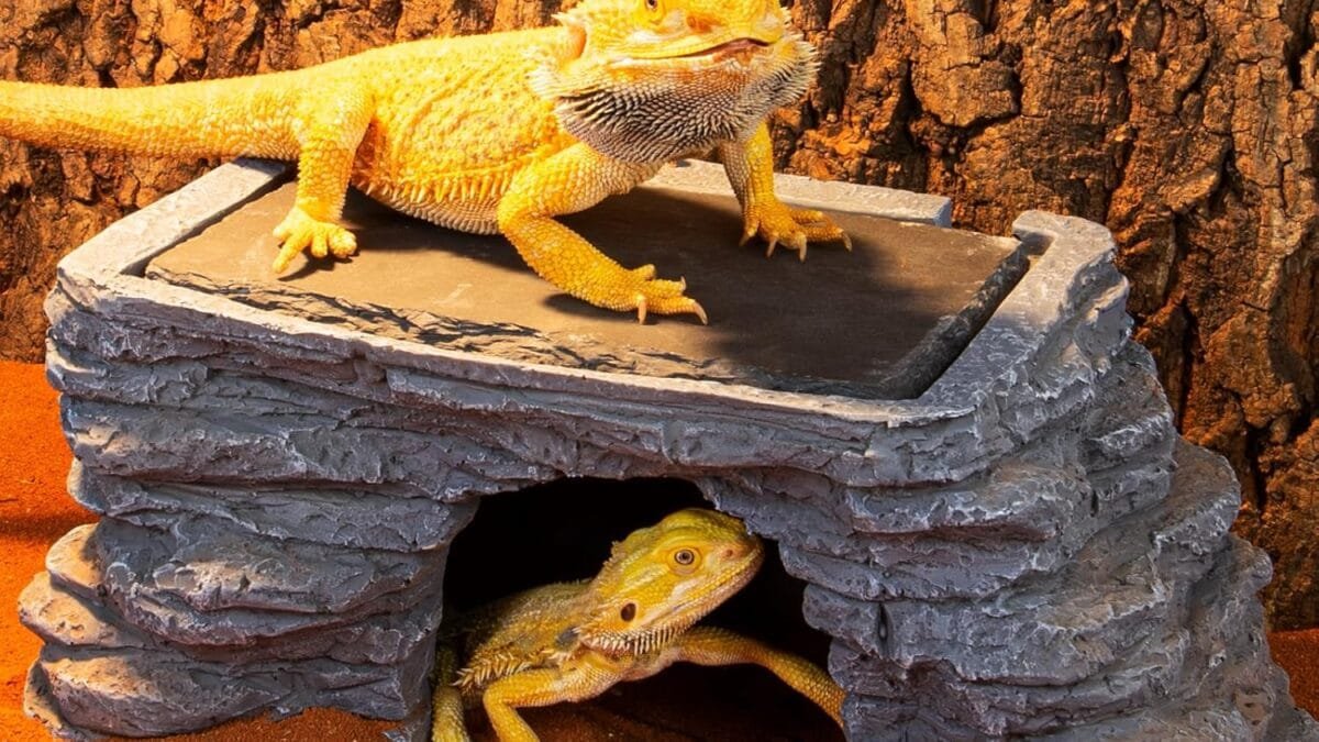 Top Reptile Decor – Buy Now