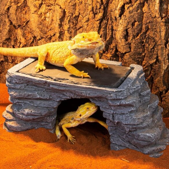 Reptile Decor