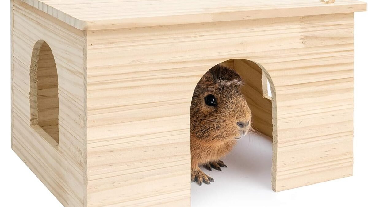 Best Small Animal Hideouts – Shop Now