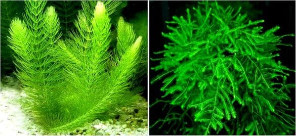 Aquarium Decorations