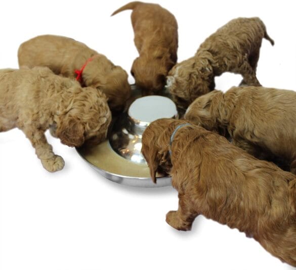 Dog Bowls