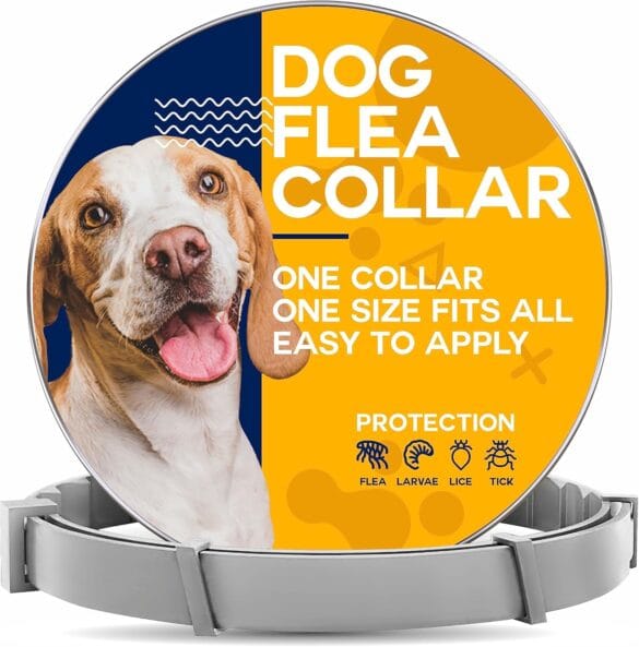 Dog Flea Control