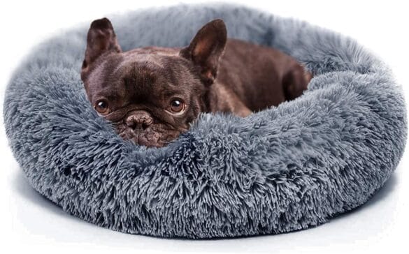 Gift Ideas for Pets