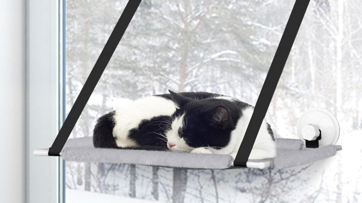 Your Ultimate Guide to the Best Cat Beds on Amazon – Shop Now!